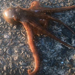 朝マズメ、タコング調査。タコカウント2匹目ｗ